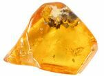 Fossil Pseudoscorpion (Arachnid) Preserved In Baltic Amber #73315-1